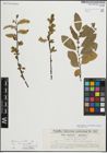 Foto von Salix myrsinifolia Salisb.